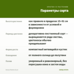 Колеус Palmira (0,1л) — параметры сорта