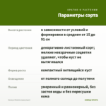 Колеус Palmira (срез/1шт) — параметры сорта