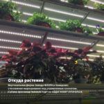 Колеус Pepino (срез/1шт) — откуда растение: вертикальная ферма Завода ФЛОРА в Кемерово