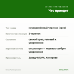 Колеус Pepino (срез/1шт) — что приедет