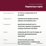 Колеус Perilla Gages Shadow (срез/1шт) — параметры сорта