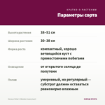 Колеус Peter's Wonder (срез/1шт) — параметры сорта