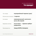 Колеус Pineapple Splash (срез/1шт) — что приедет