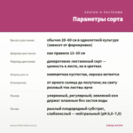 Колеус Pink Poison (0,1л) — параметры сорта