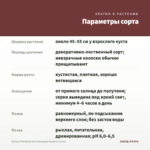 Колеус Premium Sun Pineapple Surprise (0,1л) — параметры сорта