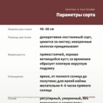 Колеус Premium Sun Pineapple Surprise (срез/1шт) — параметры сорта