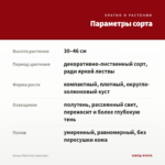 Колеус Red Coat (срез/1шт) — параметры сорта