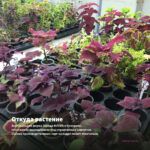 Колеус Red Craton II (0,1л) — откуда растение: вертикальная ферма Завода ФЛОРА в Кемерово
