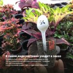 Колеус Red Craton II (0,1л) — в таком виде растение уходит в заказ