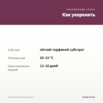 Колеус Red Craton II (срез/1шт) — как укоренить черенок