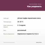 Колеус Red Craton II (срез/1шт) — как укоренить черенок