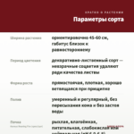 Колеус Roaring Fire (срез/1шт) — параметры сорта