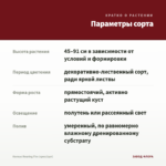 Колеус Roaring Fire (срез/1шт) — параметры сорта