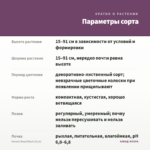 Колеус Royal Black (0,1л) — параметры сорта