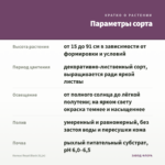 Колеус Royal Black (0,1л) — параметры сорта
