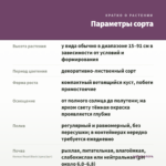 Колеус Royal Black (срез/1шт) — параметры сорта