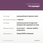 Колеус Royal Black (срез/1шт) — что приедет