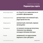 Колеус Royal Black (срез/1шт) — параметры сорта