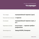 Колеус Royal Black (срез/1шт) — что приедет