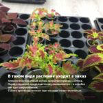 Колеус Rustic Orange (0,1л) — в таком виде растение уходит в заказ