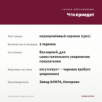 Колеус Rustic Orange (срез/1шт) — что приедет