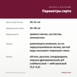 Колеус Rustic Orange (срез/1шт) — параметры сорта