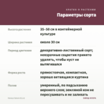 Колеус Saturn (0,1л) — параметры сорта