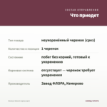 Колеус Saturn (срез/1шт) — что приедет