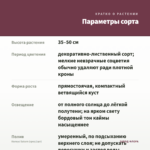 Колеус Saturn (срез/1шт) — параметры сорта