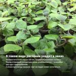 Колеус Serenade (0,1л) — в таком виде растение уходит в заказ