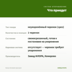 Колеус Serenade (срез/1шт) — что приедет