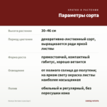 Колеус Serrano (срез/1шт) — параметры сорта