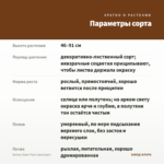 Колеус Solar Flare (срез/1шт) — параметры сорта