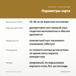 Колеус Spiced Curry (0,1л) — параметры сорта