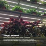 Колеус Spiced Curry (срез/1шт) — откуда растение: вертикальная ферма Завода ФЛОРА в Кемерово