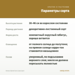 Колеус Spiced Curry (срез/1шт) — параметры сорта