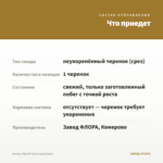 Колеус Spiced Curry (срез/1шт) — что приедет
