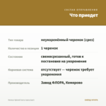 Колеус Spiced Curry (срез/1шт) — что приедет