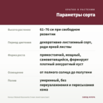 Колеус Stained Glassworks Crown Jewel (срез/1шт) — параметры сорта