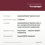 Колеус Stained Glassworks Crown Jewel (срез/1шт) — что приедет