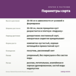 Колеус Stained Glassworks Royalty (срез/1шт) — параметры сорта
