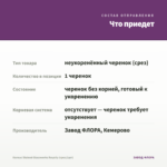Колеус Stained Glassworks Royalty (срез/1шт) — что приедет