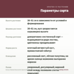 Колеус Stained Glassworks Spacecake (0,1л) — параметры сорта