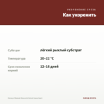 Колеус Stained Glasvork Velvet (срез/1шт) — как укоренить черенок