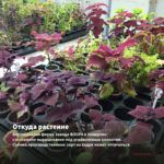 Колеус Stella Red (срез/1шт) — откуда растение: вертикальная ферма Завода ФЛОРА в Кемерово