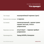 Колеус Stella Red (срез/1шт) — что приедет