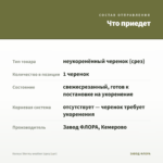 Колеус Stormy weather (срез/1шт) — что приедет