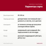 Колеус Strawberry (0,1л) — параметры сорта