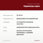 Колеус Sultana (0,1л) — параметры сорта