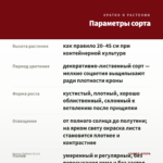 Колеус Sultana (0,1л) — параметры сорта